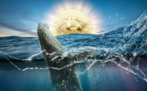 比特币供应收紧与市场盘整并存：巨鲸吸筹推动结构变化